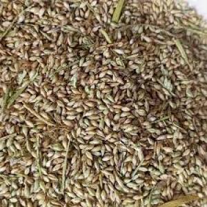 Brachairia seeds (Mulato II)