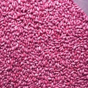 Brachairia seeds (Foreign )