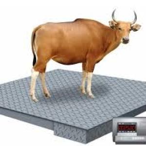 Weighing Scale