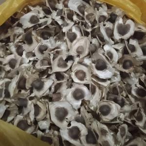 Moringa seeds