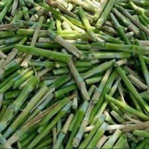 Super napier Cuttings